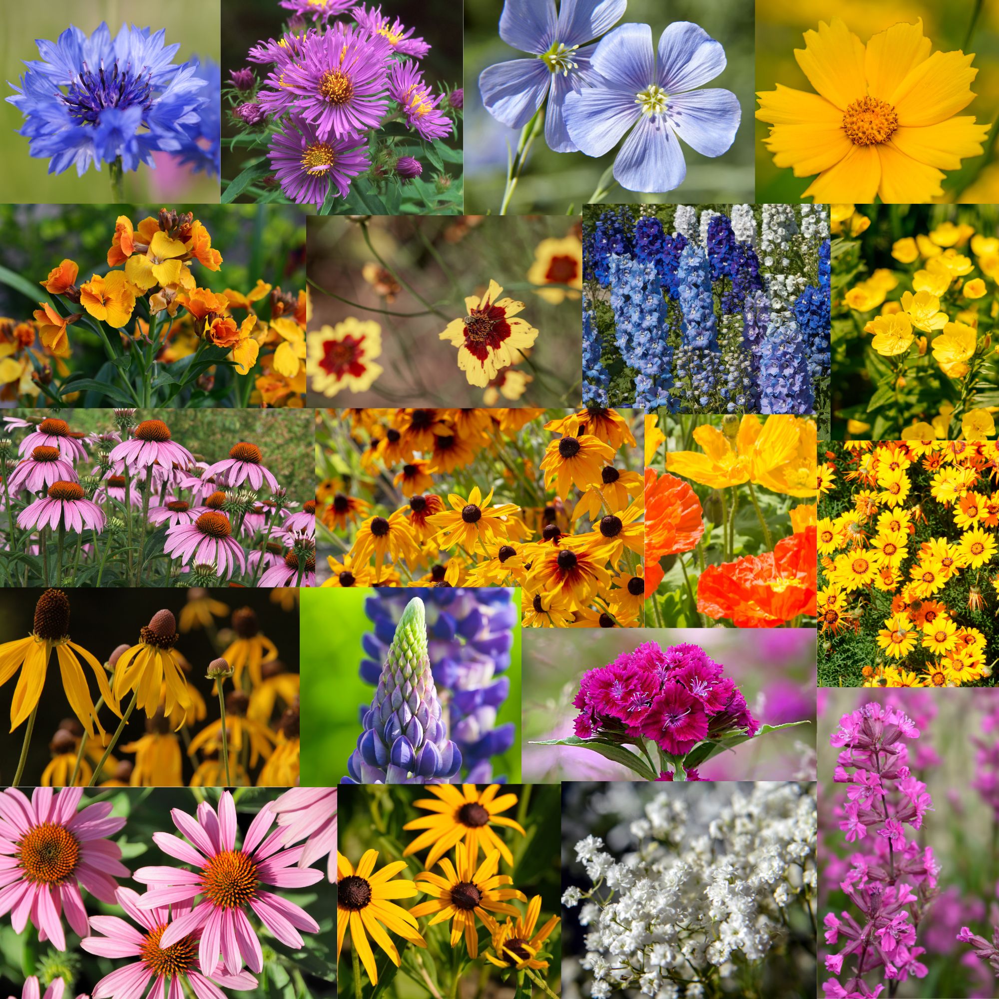 Midwest Wildflower Mix - 5 Lb Bulk 3,932,000 Seeds - Wholesale Garden Wild Flower Seeds for Planting Outdoors
